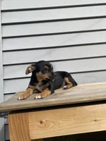 Sofia , a female Jack Russell Terrier and Chihuahua for sale in Smiths Creek, MI – 1 of 8