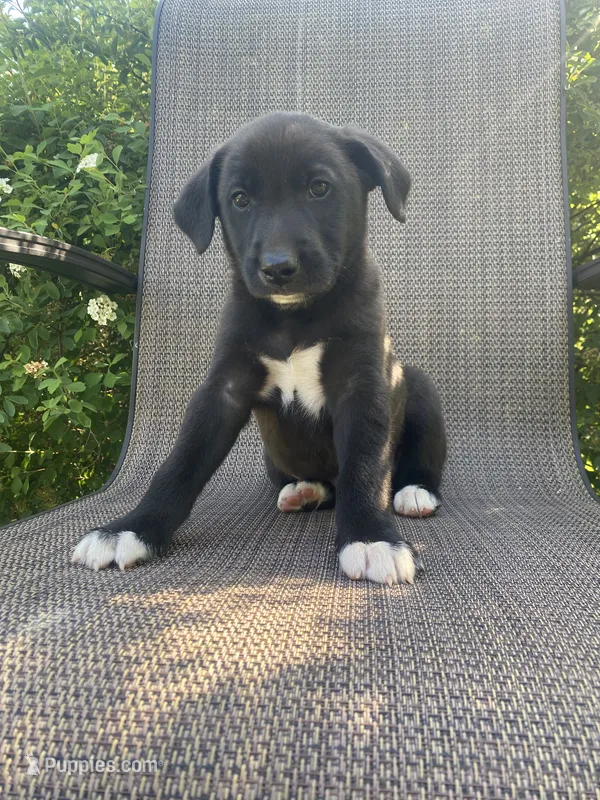 Prince – English Shepherd, Jack Russell Terrier puppy for sale in Richmond, MI