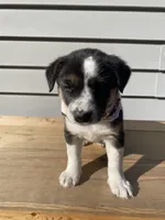 Donald 🐾, a male Australian Cattle Dog and Border Collie for sale in Smiths Creek, MI – 6 of 8