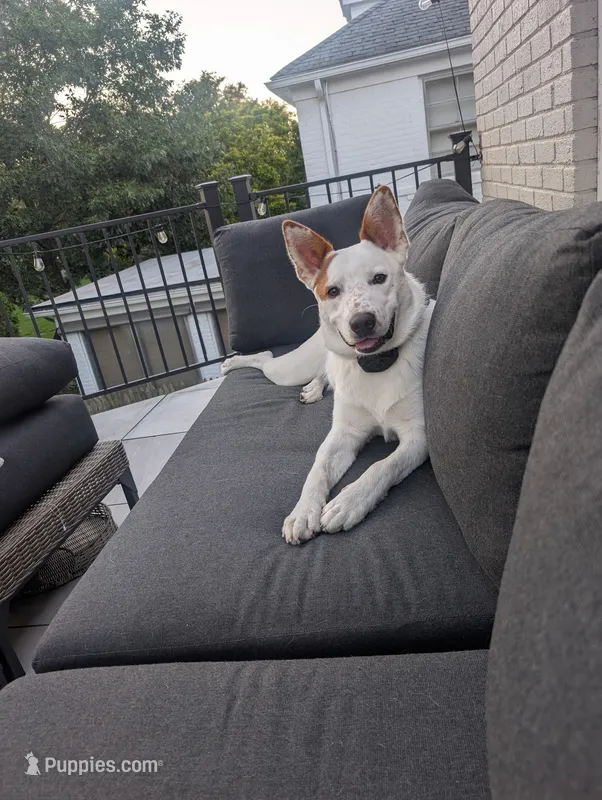 Hutch 🐾 – Australian Cattle Dog, Australian Shepherd puppy for sale in Smiths Creek, MI