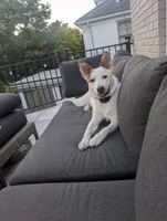 Hutch 🐾, a male Australian Cattle Dog and Australian Shepherd for sale in Smiths Creek, MI – 1 of 10
