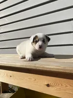 Daisy 🐾, a female Australian Cattle Dog and Border Collie for sale in Smiths Creek, MI – 2 of 10
