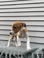 Joy, a female Jack Russell Terrier for sale in Smiths Creek, MI – 2 of 5