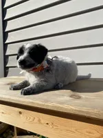 Pluto 🐾, a male Australian Cattle Dog and Border Collie for sale in Smiths Creek, MI – 5 of 7