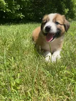 Daisy, a female Australian Shepherd and Border Collie for sale in Richmond, MI – 3 of 10