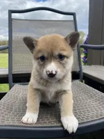 Cedar 🐾, a male Border Collie and Alaskan Husky for sale in Richmond, MI – 4 of 6