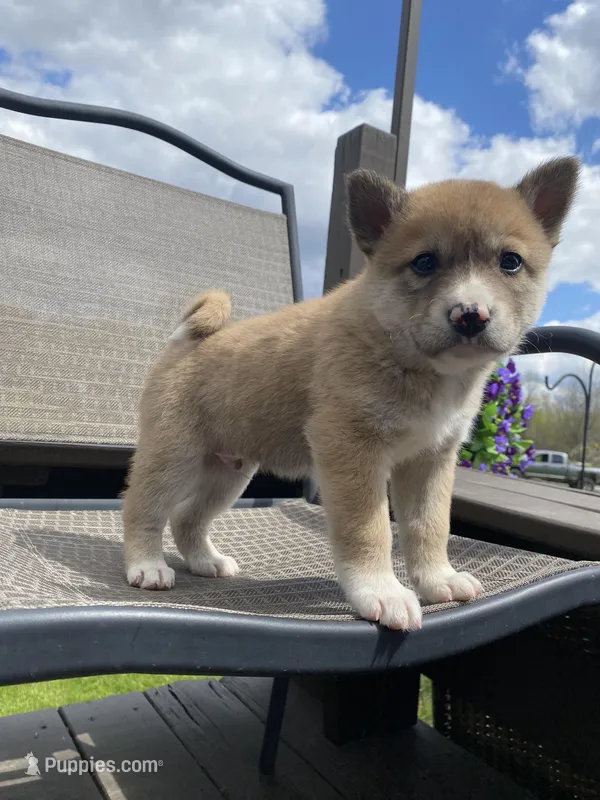 Cedar 🐾 – Border Collie, Alaskan Husky puppy for sale in Richmond, MI