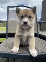 Cedar 🐾, a male Border Collie and Alaskan Husky for sale in Richmond, MI – 5 of 6