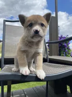 Cedar 🐾, a male Border Collie and Alaskan Husky for sale in Richmond, MI – 2 of 6