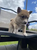 Cedar 🐾, a male Border Collie and Alaskan Husky for sale in Richmond, MI – 3 of 6