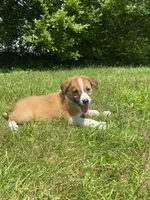 Eddy, a male Australian Shepherd and Border Collie for sale in Smiths Creek, MI – 7 of 8