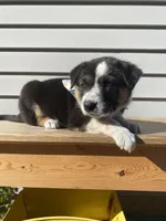 Donald 🐾, a male Australian Cattle Dog and Border Collie for sale in Smiths Creek, MI – 7 of 8