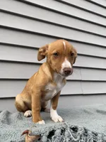 Jill, a female Jack Russell Terrier for sale in Smiths Creek, MI – 6 of 8