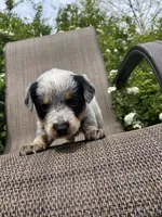 Pip, a male Australian Cattle Dog for sale in Richmond, MI – 2 of 8