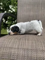 Tex, a male Australian Cattle Dog for sale in Richmond, MI – 4 of 6