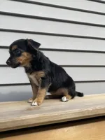 Rose, a female Jack Russell Terrier and Chihuahua for sale in Smiths Creek, MI – 3 of 8
