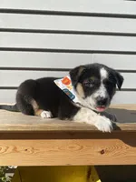 Donald 🐾, a male Australian Cattle Dog and Border Collie for sale in Smiths Creek, MI – 8 of 8