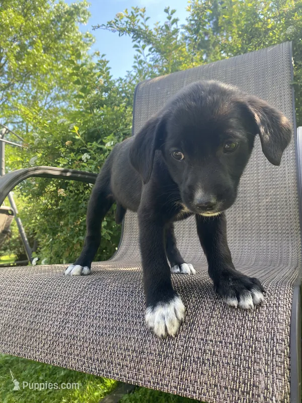 Bella – English Shepherd, Jack Russell Terrier puppy for sale in Richmond, MI