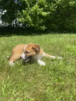 Eddy, a male Australian Shepherd and Border Collie for sale in Smiths Creek, MI – 3 of 8