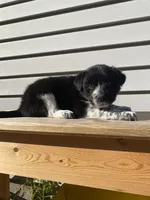 Clara 🐾, a female Australian Cattle Dog and Border Collie for sale in Smiths Creek, MI – 4 of 5