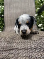 Pip, a male Australian Cattle Dog for sale in Richmond, MI – 3 of 8
