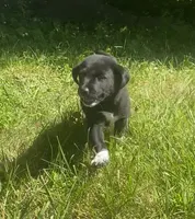 Biscuit, a male Shiba Inu and Border Collie for sale in Smiths Creek, MI – 2 of 6