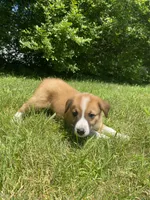 Eddy, a male Australian Shepherd and Border Collie for sale in Smiths Creek, MI – 2 of 8