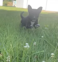 Chip, a male Shiba Inu and Border Collie for sale in Smiths Creek, MI – 3 of 5