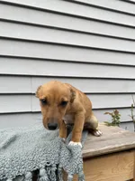 Russell , a male Jack Russell Terrier for sale in Smiths Creek, MI – 3 of 5