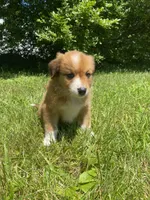 Duke, a male Australian Shepherd and Border Collie for sale in Smiths Creek, MI – 7 of 7