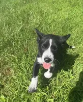 Oreo, a male Shiba Inu and Border Collie for sale in Smiths Creek, MI – 5 of 9