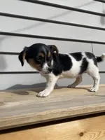 Lady, a female Jack Russell Terrier and Chihuahua for sale in Smiths Creek, MI – 3 of 6