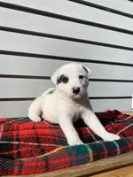 Minnie 🐾, a female Australian Cattle Dog and Border Collie for sale in Smiths Creek, MI – 8 of 8