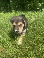 Sugar, a female Shiba Inu and Border Collie for sale in Smiths Creek, MI – 3 of 6