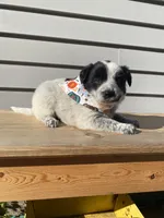 Pluto 🐾, a male Australian Cattle Dog and Border Collie for sale in Smiths Creek, MI – 3 of 7