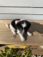Goofy 🐾, a male Australian Cattle Dog and Border Collie for sale in Smiths Creek, MI – 4 of 9