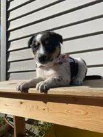 Mickey 🐾, a male Australian Cattle Dog and Border Collie for sale in Smiths Creek, MI – 2 of 9