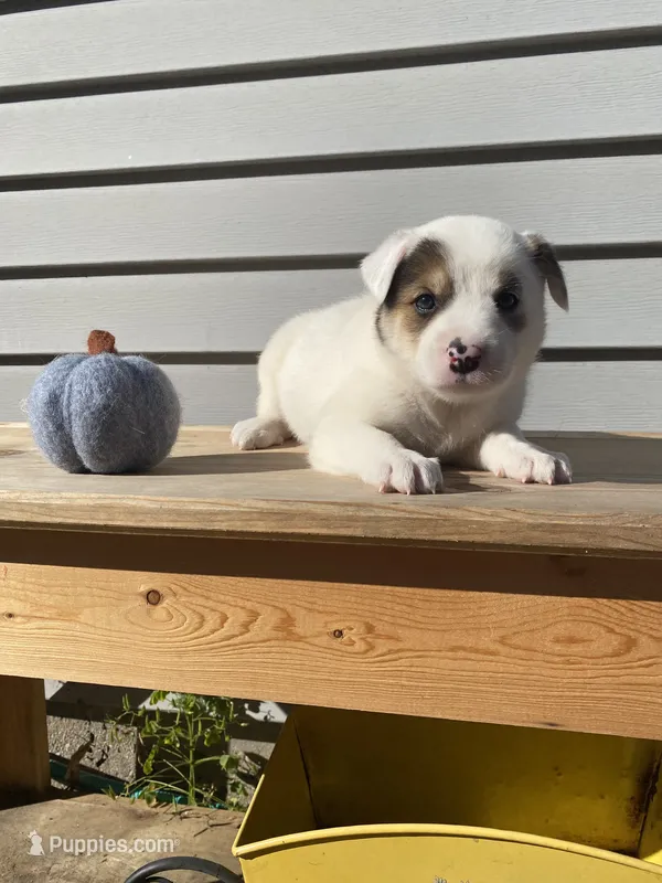 Daisy 🐾 – Australian Cattle Dog, Border Collie puppy for sale in Smiths Creek, MI