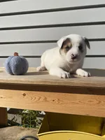 Daisy 🐾, a female Australian Cattle Dog and Border Collie for sale in Smiths Creek, MI – 1 of 10