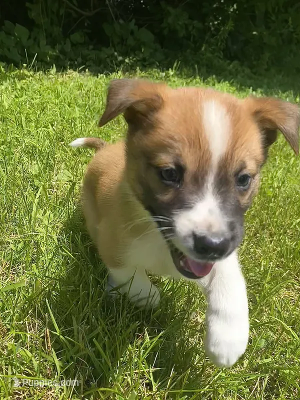 Coda – Australian Shepherd, Border Collie puppy for sale in Smiths Creek, MI