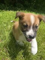 Coda, a male Australian Shepherd and Border Collie for sale in Smiths Creek, MI – 1 of 6
