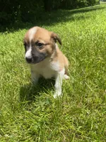 Coda, a male Australian Shepherd and Border Collie for sale in Smiths Creek, MI – 3 of 6