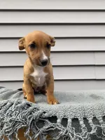Jenny, a female Jack Russell Terrier for sale in Smiths Creek, MI – 5 of 6