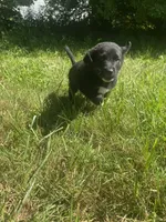 Biscuit, a male Shiba Inu and Border Collie for sale in Smiths Creek, MI – 6 of 6