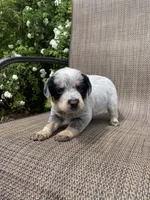 Pip, a male Australian Cattle Dog for sale in Richmond, MI – 5 of 8