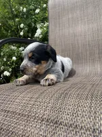 Ranger, a male Australian Cattle Dog for sale in Richmond, MI – 2 of 8