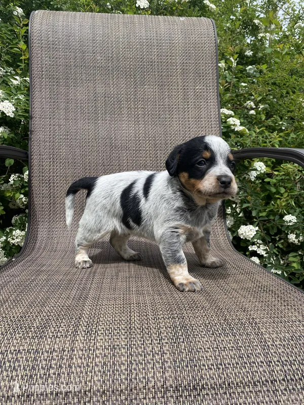 Wyatt – Australian Cattle Dog puppy for sale in Richmond, MI