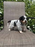 Wyatt, a male Australian Cattle Dog for sale in Richmond, MI – 1 of 6