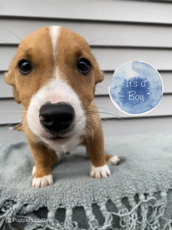 Jack – Jack Russell Terrier puppy for sale in Smiths Creek, MI