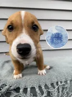 Jack, a male Jack Russell Terrier for sale in Smiths Creek, MI – 1 of 5
